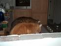 Flop en Spook  _06-07-07_37